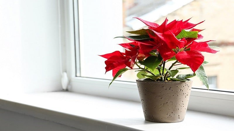 Hoa trạng nguyên tượng trưng cho sự thành công và đỗ đạt
