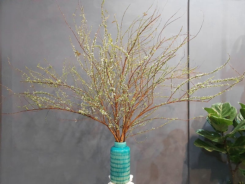 Bình Hoa Tuyết Mai - HCB69 - Hoa Chưng Tết Nguyên Đán