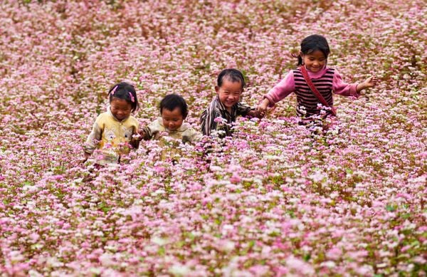hoa tam giác mạch - hoa tháng 11