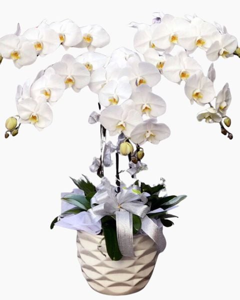 Lan Hồ Điệp: Chậu Hoa Lan Hồ Điệp Wishes Come True - LHĐ24