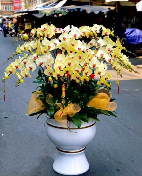 Lan Hồ Điệp: Chậu Hoa Lan Hồ Điệp Hạnh Phúc VIên Mãn - LHĐ66