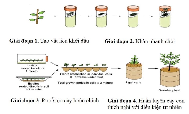 Phương pháp nhân giống hoa lan đột biến nuôi cấy mô In Vitro