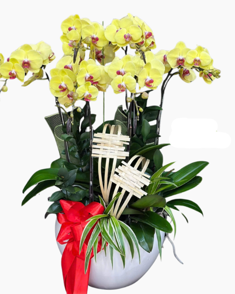  Chậu Lan Hồ Điệp Sắc Vàng-LHĐ124 