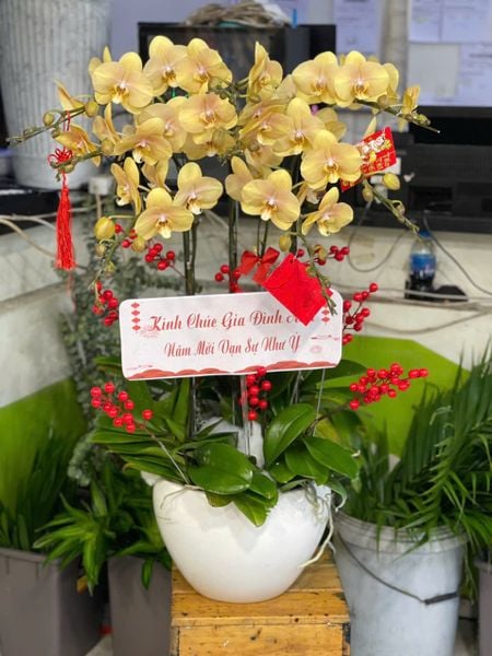 Chậu Hoa Lan Hồ Điệp 8 Cành Vàng Nâu - LHĐ114 làm chậu cây tặng khai trương ý nghĩa
