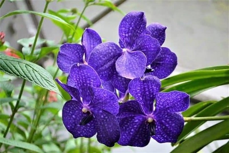 Hoa lan Vanda tím mang ý nghĩa của sự thủy chung, son sắt