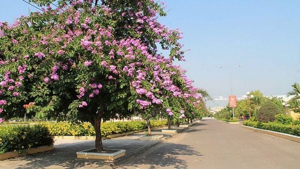Cây bằng lăng tím thường được trồng ven đường, trang trí cảnh quang đường phố
