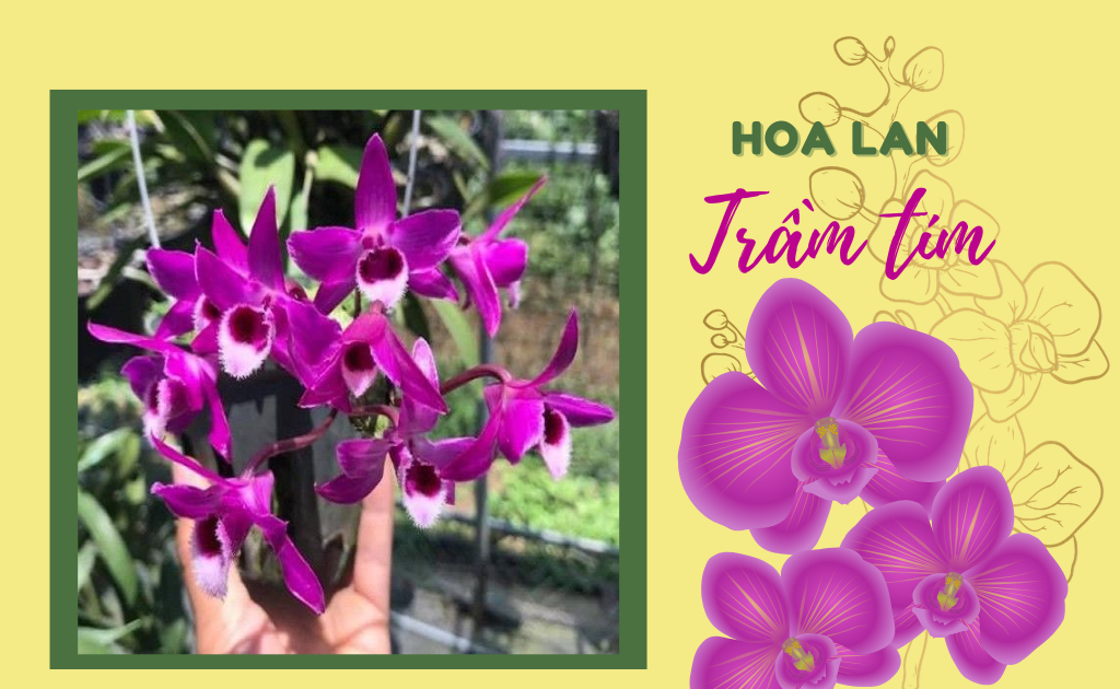 Lan Trầm Tím: Đặc Điểm, cách trồng và chăm sóc ra hoa đẹp