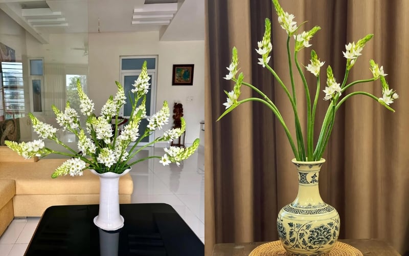 Hoa thiên nga mắt ngọc còn có tên gọi là Ornithogalum