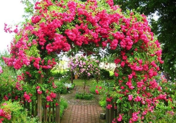 Cách trồng hoa tường vi đúng kỹ thuật