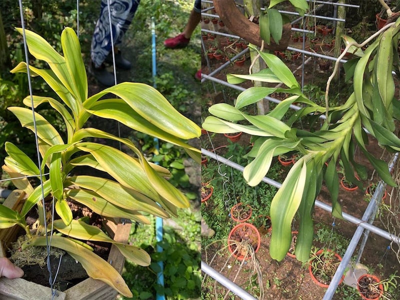 Giá thể gỗ lý tưởng cho lan: gỗ nhãn (hoặc vú sữa) với đặc tính bền, ít tinh dầu và chưa qua sử dụng