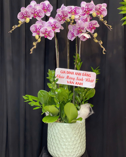  Chậu Lan Hồ Điệp Tân Niên - LHĐ147 