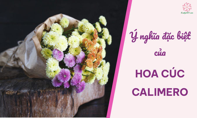 Hoa Cúc Calimero: Ý Nghĩa Đặc Biệt & Dịp Tặng Hoa Phù Hợp