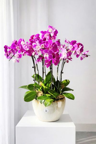  Chậu Lan Hồ Điệp Lan Hồng Kiêu Sa - LHD221 