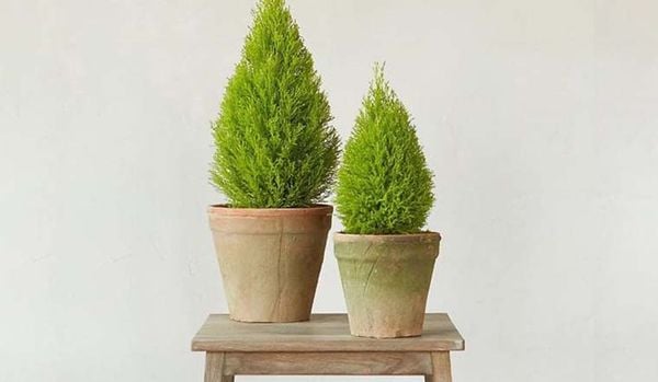 Cây tùng noel hay còn được gọi là “cây tùng thơm”