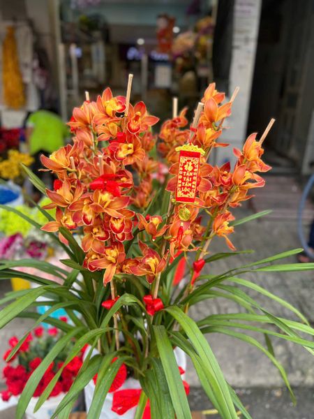  Bình Hoa Địa Lan Cam Lửa - HCB71 