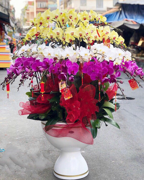 Lan Hồ Điệp: Chậu Hoa Lan Hồ Điệp Xoay Tròn - LHĐ76