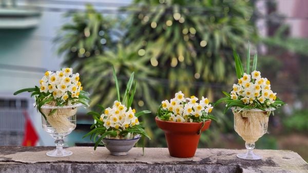 A cute little pot of daffodils is suitable for a 20/10 gift for friends