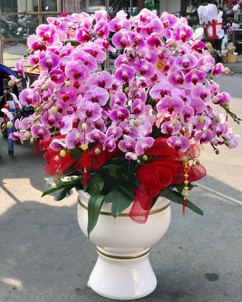 Chậu Hoa Lan Hồ Điệp Hồng - LHĐ65