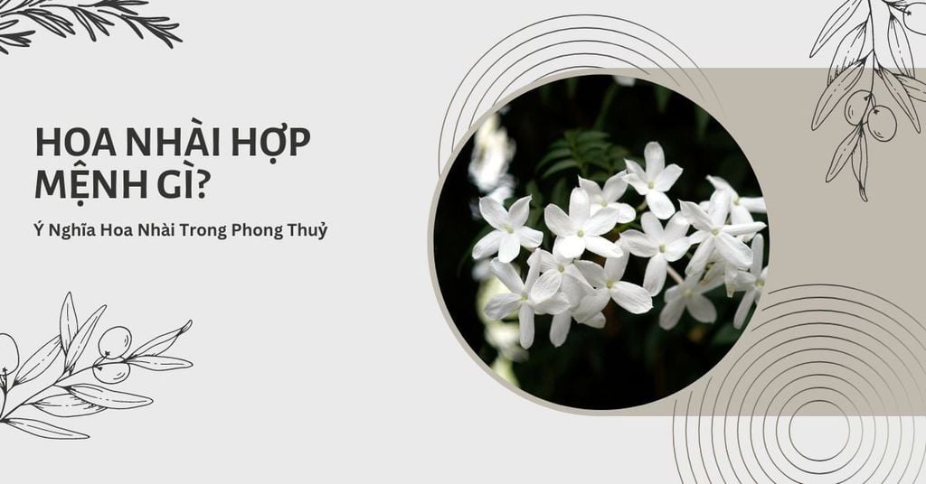 Hoa nhài (hoa lài, nhài ta) — Jasminum sambac