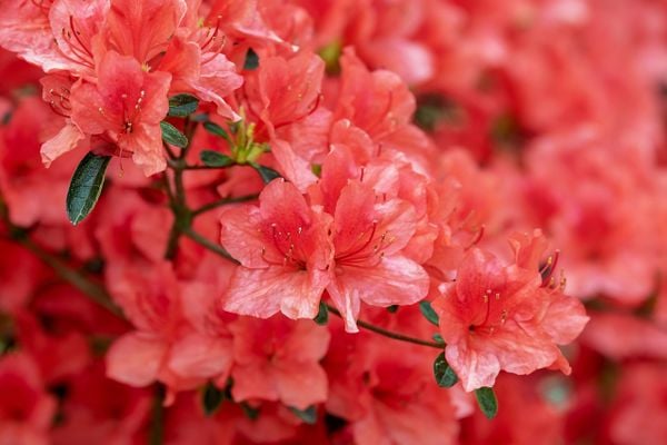 Hoa đỗ quyên đỏ - loài hoa màu đỏ tặng 20/10 cho sự kiêu hãnh và tự do