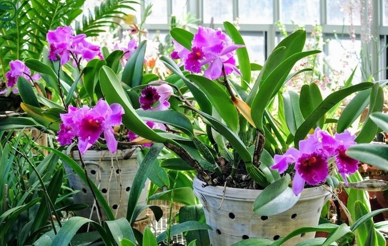 Lan Cattleya 2 lá: Mỗi giả hành có 2 lá