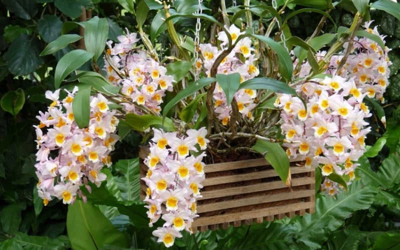 Phong lan kiều vuông rất dễ nhận biết với đặc điểm thân cây cứng cáp và có hình vuông 4 cạnh rõ ràng