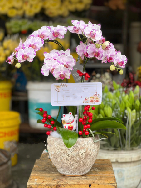 Lan Hồ Điệp: Chậu Hoa Lan Hồ Điệp Mini Tia Chớp - LHĐ85