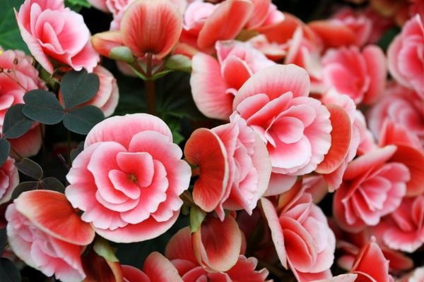 Cận cảnh “nhan sắc” của những bông hoa hải đường đỏ.
