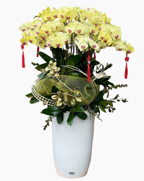  Chậu Lan Hồ Điệp Thịnh Vượng  - LHĐ137 