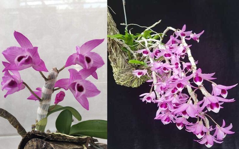 Đặc điểm của Lan Trầm rừng Điện Biên với hoa màu tím nhạt đẹp