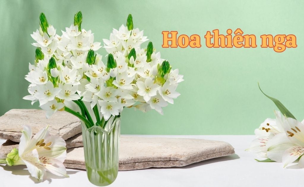 Hoa thiên nga mắt ngọc: Vẻ đẹp tinh khôi và bí quyết chăm sóc