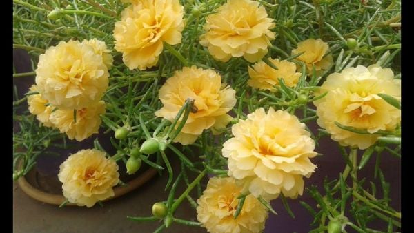 Mười giờ vàng tươi tắn làm sáng bừng một góc vườn