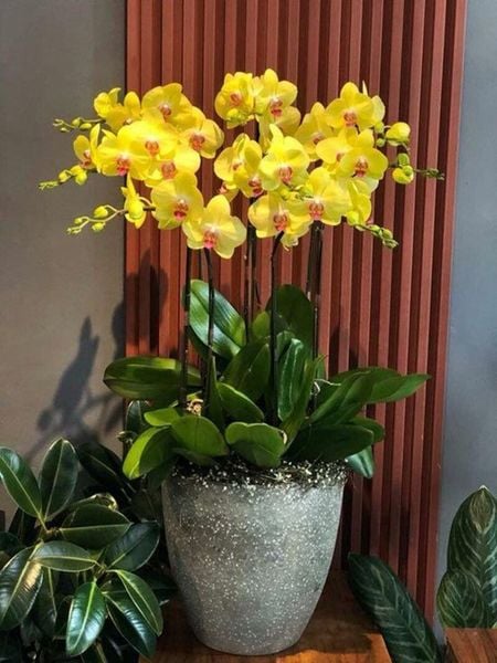 Lan hồ điệp vàng 5 cành giúp tạo điểm nhấn cho không gian