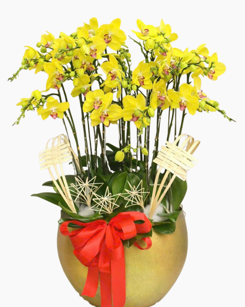  Chậu Lan Hồ Điệp Trường Thịnh   - LHĐ173 