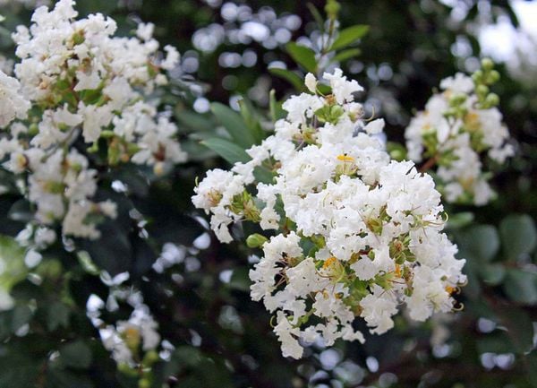 Ý nghĩa hoa tường vi trong cuộc sống
