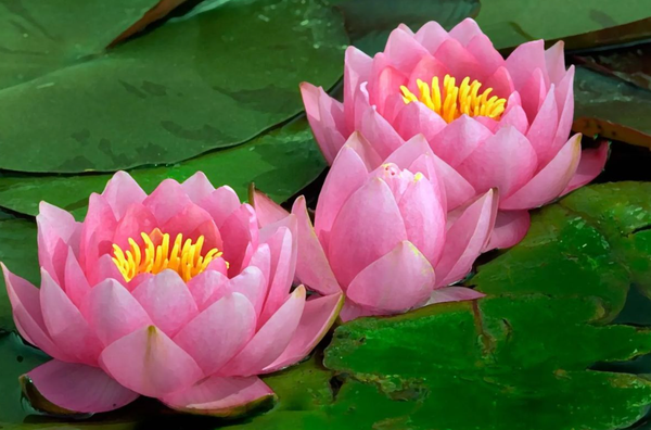 Hoa súng