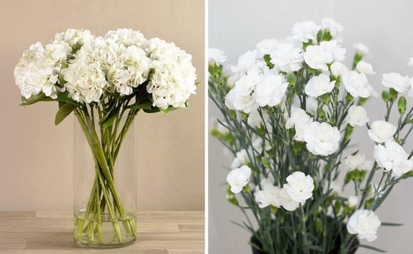 Hoa cẩm chướng - Loài hoa màu trắng thể hiện lòng kính trọng