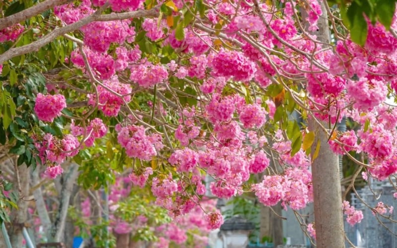 Một góc công viên lãng mạn với hàng cây hoa kèn hồng đang trổ hoa