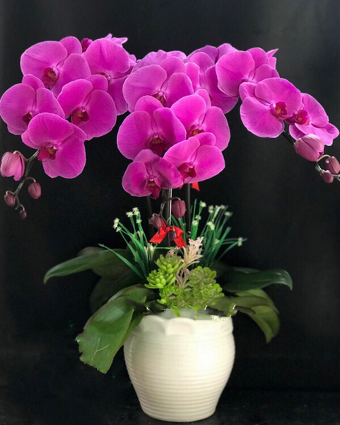 Lan Hồ Điệp: Chậu Hoa Lan Hồ Điệp Tím - LHĐ49