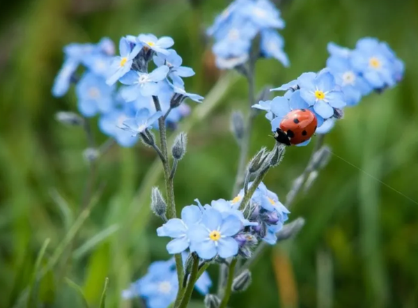 Hoa lưu ly lam Myosotis stricta