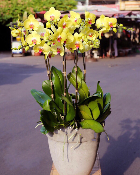  Chậu Hoa Lan Hồ Điệp Vàng Melody Of Joy - LHĐ30 