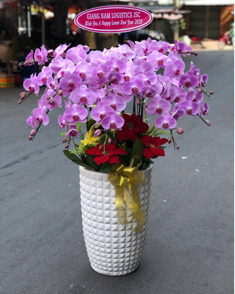  Chậu Lan Hồ Điệp Phú An - LHĐ161 