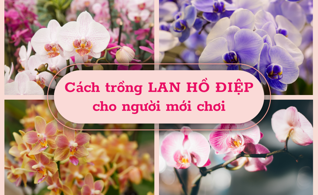 Cách trồng lan hồ điệp vào chậu sau khi mới mua về đúng kỹ thuật