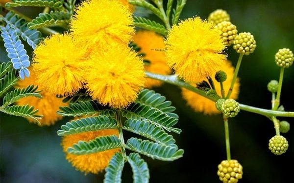 Cây mimosa nở vàng rực góc trời, thu hút ánh nhìn