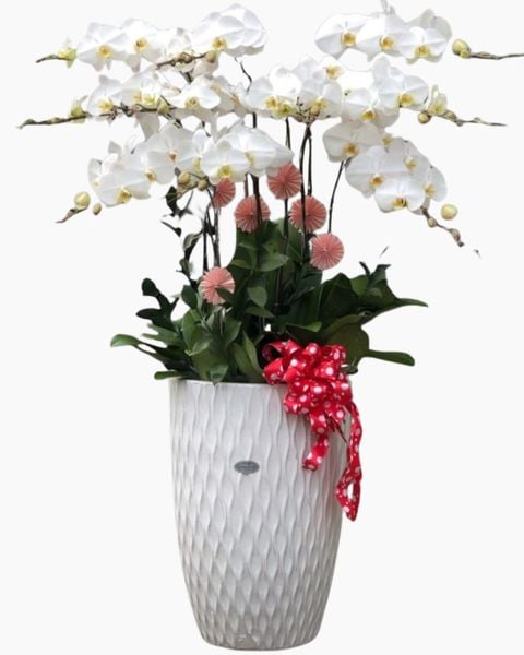 Lan Hồ Điệp: Chậu Hoa Lan Hồ Điệp Trắng - LHĐ04 - Flosa