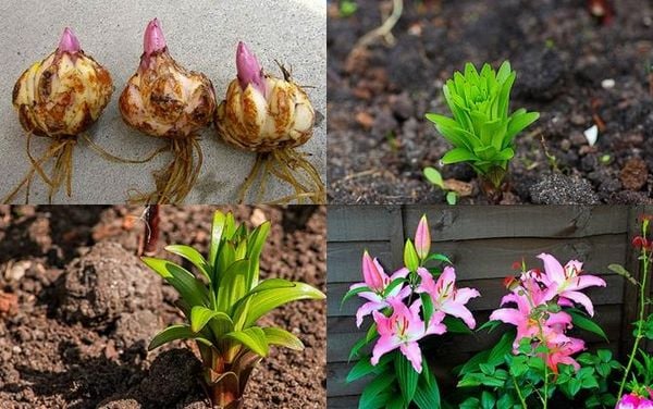 Cách trồng hoa bách hợp đơn giản tại nhà