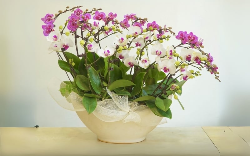 Tặng hoa sinh nhật bằng lan hồ điệp sẽ là lựa thích hợp cho các đối tác, cấp trên, người lớn tuổi