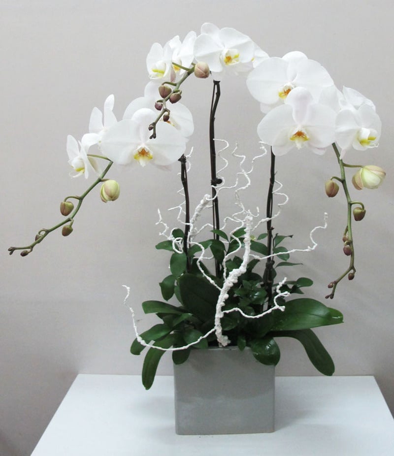 Chậu lan hồ điệp 3 cành mang thông điệp về sự ổn định, phát triển cân bằng