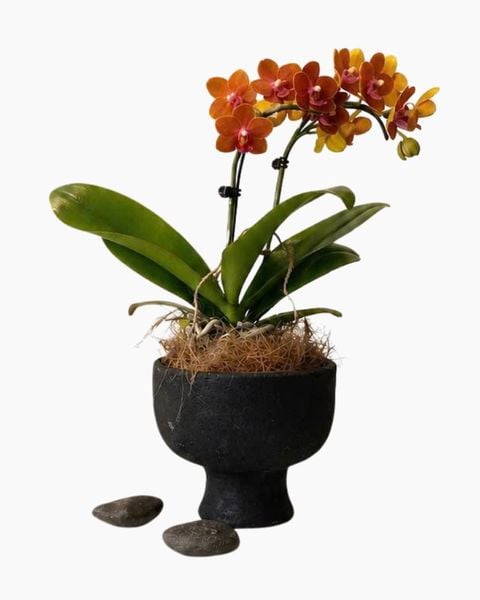 Lan Hồ Điệp: Chậu Lan Hồ Điệp Hổ Phách Phú Quý - LHD242