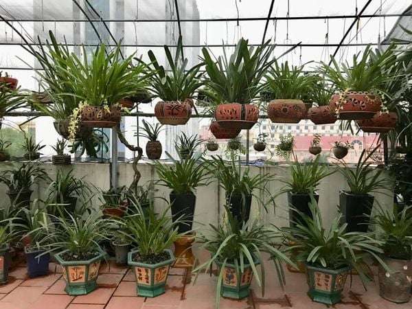 chậu trồng hoa lan